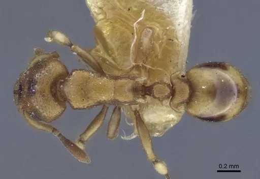 Colobostruma australis specimen CASENT0916656 image casent0916656_1