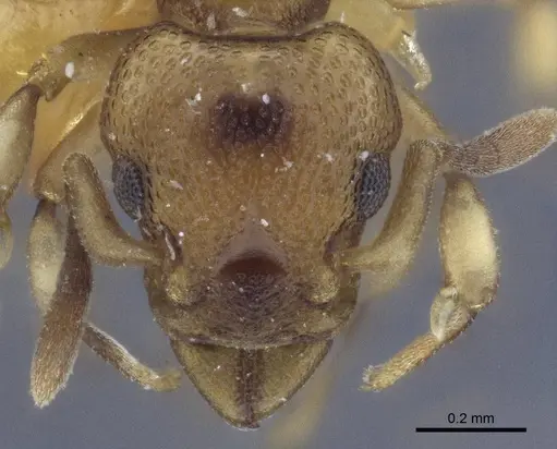 Colobostruma australis specimen CASENT0916656 image casent0916656_2