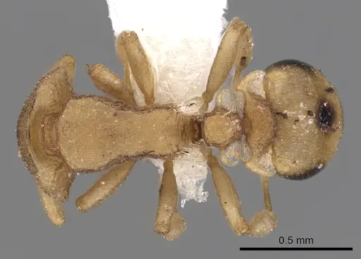 Colobostruma australis specimen JTLC000008574 image jtlc000008574_1