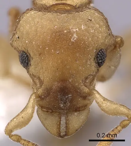 Colobostruma australis specimen JTLC000008574 image jtlc000008574_2