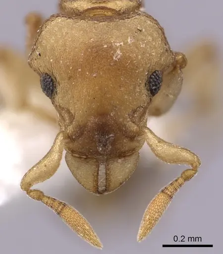 Colobostruma australis specimen JTLC000008574 image jtlc000008574_3