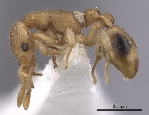 Colobostruma australis specimen JTLC000008574 image jtlc000008574_4
