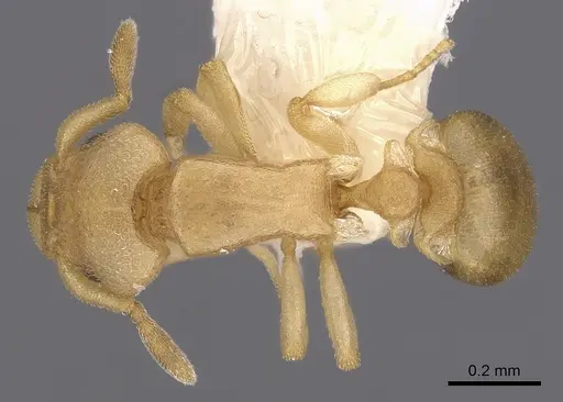 Colobostruma biconvexa specimen CASENT0900004 image casent0900004_1