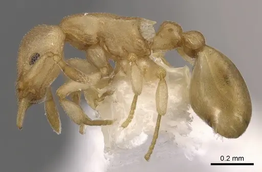 Colobostruma biconvexa specimen CASENT0900004 image casent0900004_3