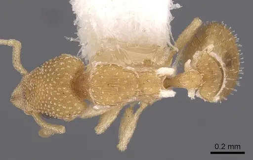 Colobostruma cerornata specimen CASENT0900008 image casent0900008_1