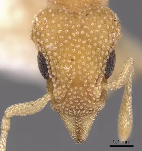 Colobostruma cerornata specimen CASENT0900008 image casent0900008_2