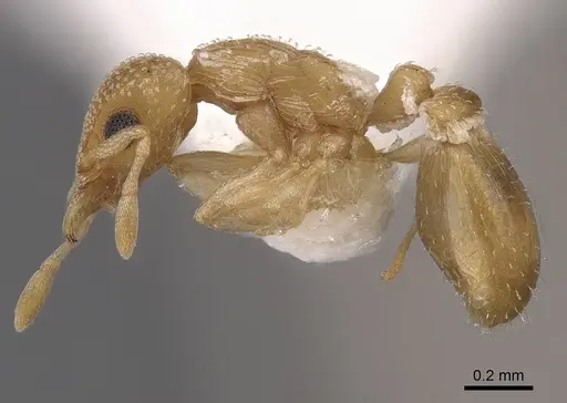 Colobostruma cerornata specimen CASENT0900008 image casent0900008_3