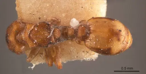 Colobostruma elliotti specimen ANTWEB1008177 image antweb1008177_1