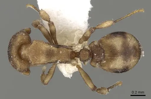 Colobostruma elliotti specimen CASENT0280687 image casent0280687_1