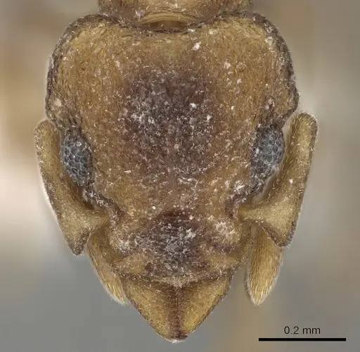 Colobostruma elliotti specimen CASENT0280687 image casent0280687_2