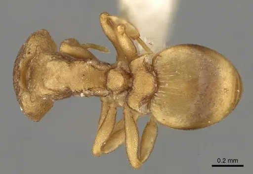 Colobostruma froggatti specimen CASENT0280688 image casent0280688_1