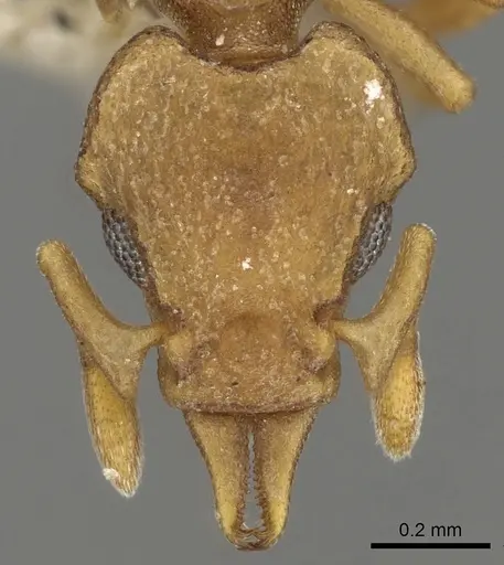 Colobostruma froggatti specimen CASENT0280688 image casent0280688_2