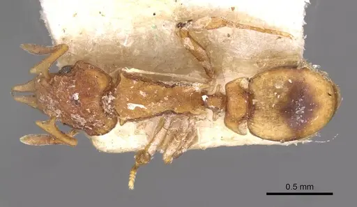 Colobostruma froggatti specimen CASENT0909352 image casent0909352_1