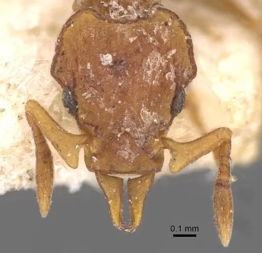 Colobostruma froggatti specimen CASENT0909352 image casent0909352_2