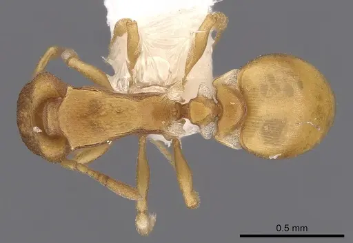 Colobostruma lacuna specimen CASENT0900005 image casent0900005_1