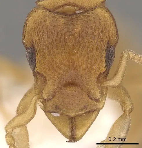 Colobostruma lacuna specimen CASENT0900005 image casent0900005_2