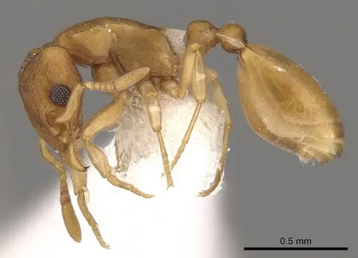 Colobostruma lacuna specimen CASENT0900005 image casent0900005_3