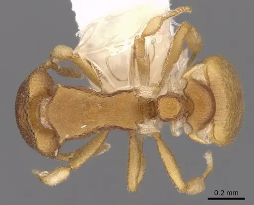 Colobostruma mellea specimen CASENT0900006 image casent0900006_1