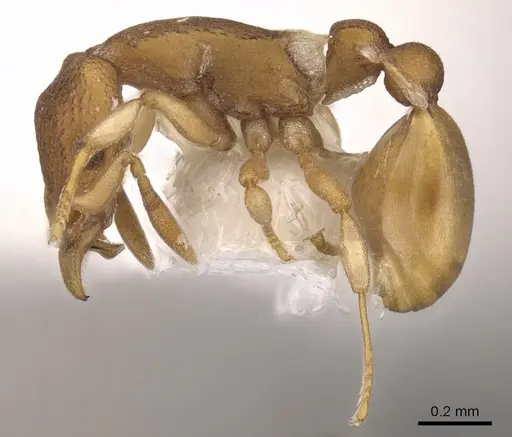 Colobostruma mellea specimen CASENT0900006 image casent0900006_3
