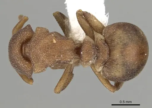 Colobostruma nancyae specimen CASENT0280689 image casent0280689_1