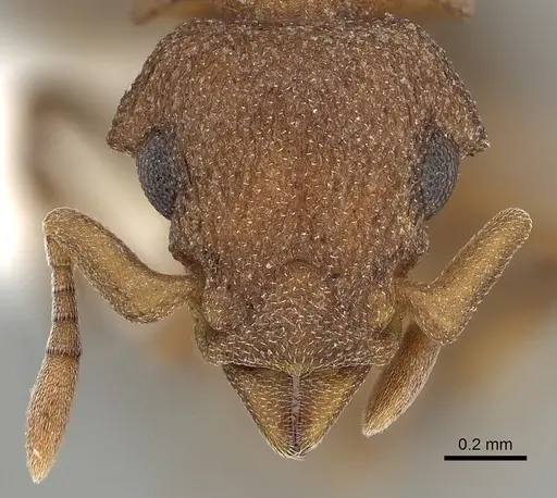 Colobostruma nancyae specimen CASENT0280689 image casent0280689_2