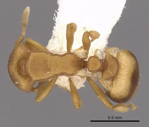 Colobostruma sisypha specimen CASENT0900007 image casent0900007_1