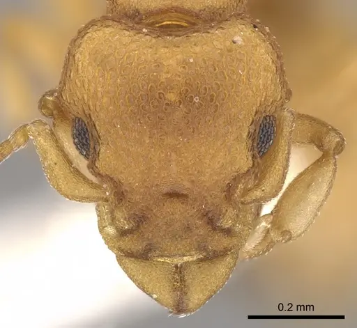 Colobostruma sisypha specimen CASENT0900007 image casent0900007_2
