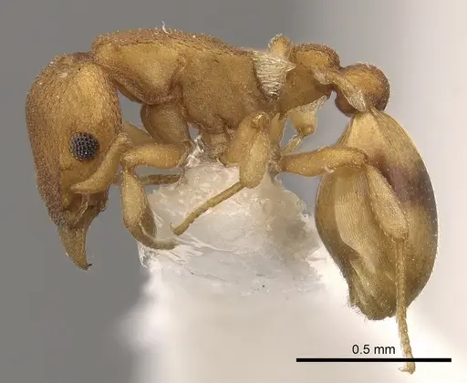Colobostruma sisypha specimen CASENT0900007 image casent0900007_3