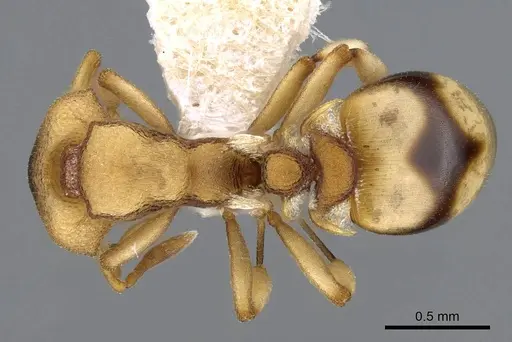 Colobostruma sisypha specimen CASENT0914664 image casent0914664_1