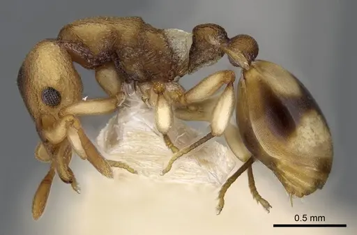 Colobostruma sisypha specimen CASENT0914664 image casent0914664_3