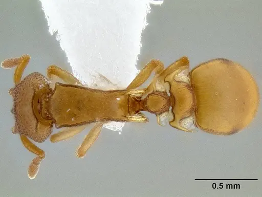 Colobostruma unicorna specimen CASENT0106222 image casent0106222_1