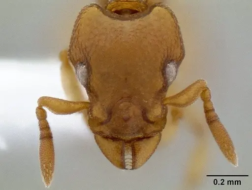 Colobostruma unicorna specimen CASENT0106222 image casent0106222_2