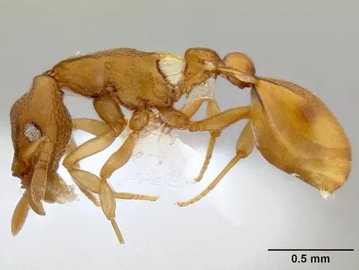 Colobostruma unicorna specimen CASENT0106222 image casent0106222_3