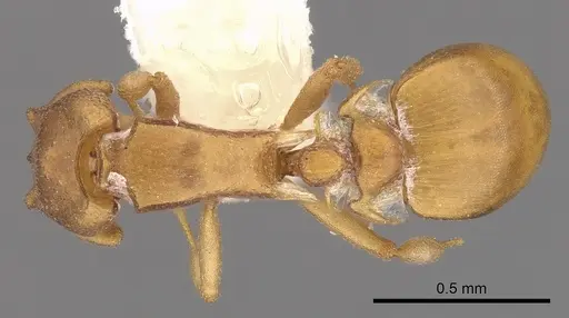 Colobostruma unicorna specimen CASENT0900009 image casent0900009_1