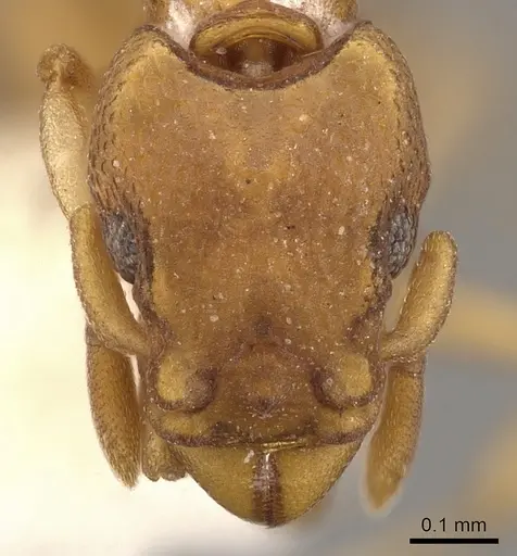 Colobostruma unicorna specimen CASENT0900009 image casent0900009_2