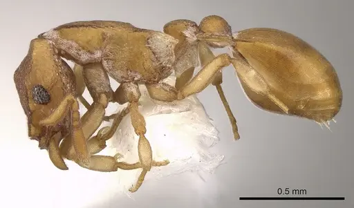 Colobostruma unicorna specimen CASENT0900009 image casent0900009_3