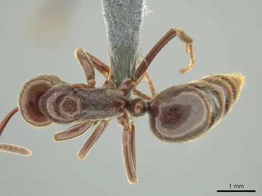 Corrieopone nouragues specimen CASENT0645962 image casent0645962_1