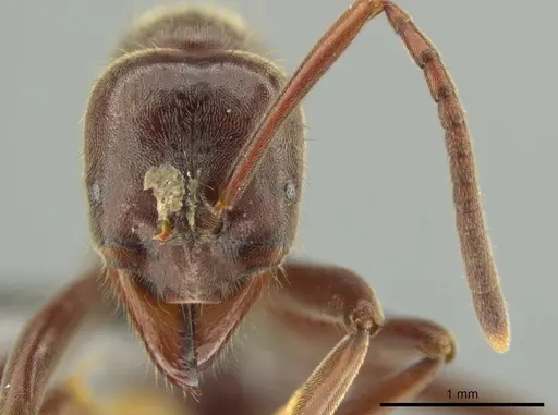 Corrieopone nouragues specimen CASENT0645962 image casent0645962_2
