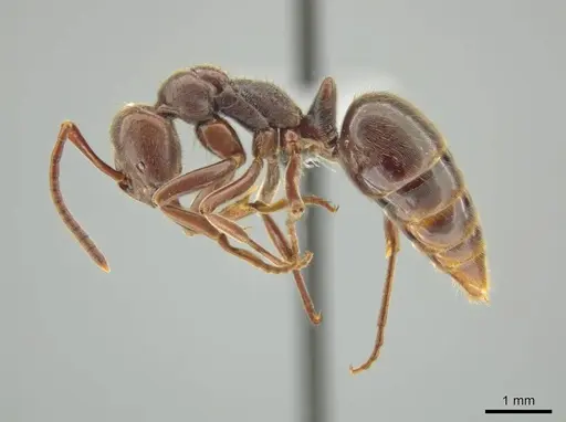 Corrieopone nouragues specimen CASENT0645962 image casent0645962_3
