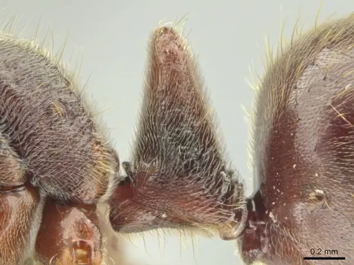 Corrieopone nouragues specimen CASENT0645962 image casent0645962_4