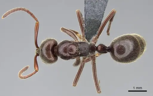Corrieopone nouragues specimen CASENT0830464 image casent0830464_1
