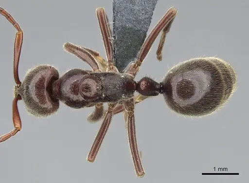 Corrieopone nouragues specimen CASENT0830464 image casent0830464_2