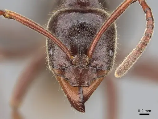 Corrieopone nouragues specimen CASENT0830464 image casent0830464_3