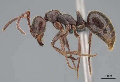 Corrieopone nouragues specimen CASENT0830464 image casent0830464_5