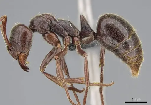 Corrieopone nouragues specimen CASENT0830464 image casent0830464_6