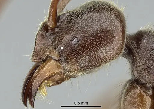 Corrieopone nouragues specimen CASENT0830465 image casent0830465_1