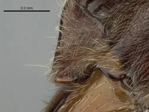 Corrieopone nouragues specimen CASENT0830465 image casent0830465_2