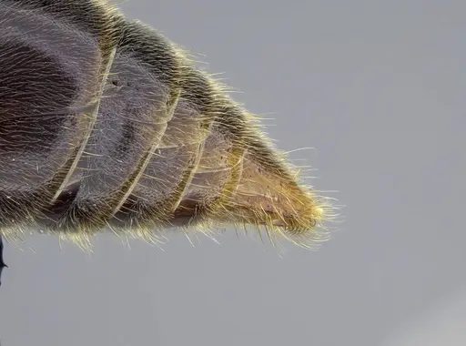 Corrieopone nouragues specimen CASENT0830465 image casent0830465_3