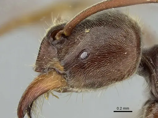 Corrieopone nouragues specimen CASENT0872028 image casent0872028_1