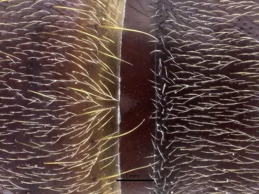 Corrieopone nouragues specimen CASENT0872029 image casent0872029_1